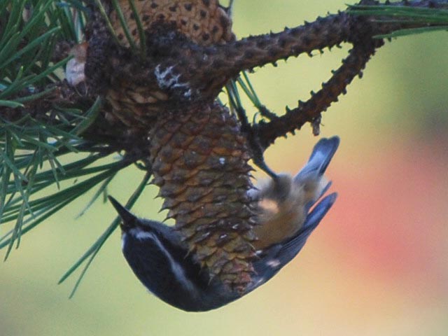 Red-breasted Nuthatch